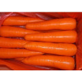 2014 New Crop Fresh Carrot (M grade)